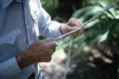 Closeup of cow whip maker George "Junior" Mills plaiting a whip - Okeechobee, Florida.