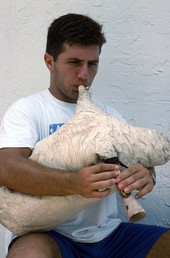 Nikitas Kavouklis, apprentice to his great uncle Nikitas Tsimouris, plays the Greek bagpipe, called a tsabouna - Tarpon Springs, Florida