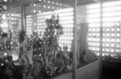 Cypress knees on display at the Cypress Knee Museum - Palmdale, Florida.