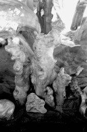 Close up view of cypress knees on display at the Cypress Knee Museum - Palmdale, Florida.