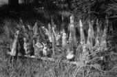 Cypress knees at the Cypress Knee Museum - Palmdale, Florida.