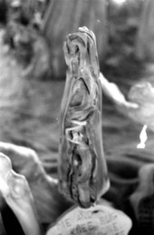 Close up of a cypress knee at the Cypress Knee Museum - Palmdale, Florida.