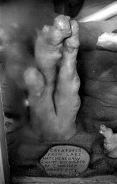 Close up of a Cypress knee at the Cypress Knee Museum - Palmdale, Florida.