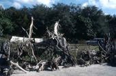 Cypress wood in the yard at the Cypress Knee Museum - Palmdale, Florida.