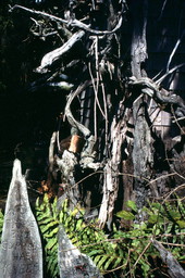 Cypress wood and carved cypress knees at the Cypress Knee Museum - Palmdale, Florida.