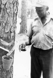 Harry Cooper explaining the turpentining process during a turpentine project at the Stephen Foster Center in White Springs, Florida.