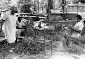 Aaron Yulee and his wife picking peanuts while basket maker Lucreaty Clark looks on- Lamont, Florida