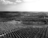 Citrus groves in central Florida