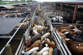 Buyers' pens at the Okeechobee Livestock Market.