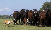 Cow-dog circling herd in Morriston, Florida.