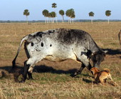 Working cow-dog on the Dixie Ranch in Okeechobee, Florida.