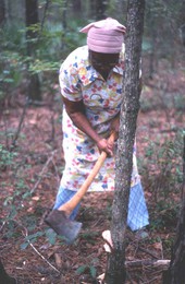 Lucreaty Clark chopping down a white oak tree to use for basket making