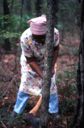 Basket maker Lucreaty Clark cutting down a white oak tree
