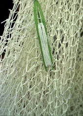 Close-up view of net being made by Billy Burbank III - Fernandina Beach, Florida