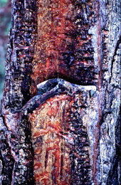 Close-up view of tree which has been cut for turpentining - White Springs, Florida.