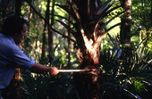 Ralph O'Brien cutting down a cabbage palm to make swamp cabbage - Tampa, Florida.