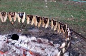 Mullet placed on iron forks to smoke - Monticello, Florida.