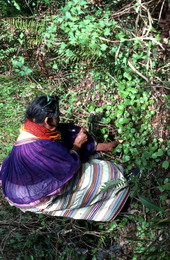 Susie Jim Billie collecting plants to make medicine - Big Cypress Reservation, Florida