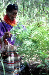 Susie Jim Billie collecting fern leaves for medical use - Big Cypress Reservation, Florida