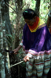 Susie Jim Billie cutting bark off of a tree for medical use - Big Cypress Reservation, Florida