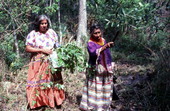 Susie Jim Billie and daughter Agnes Cypress collecting medicinal plants - Big Cypress Reservation, Florida
