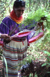 Susie Jim Billie collecting fern leaves for medical use - Big Cypress Reservation, Florida