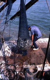 Dale Davis brings trawl net on the deck - Apalachicola Bay, Florida.