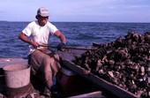 Cletis Anderson culling oysters - Apalachicola Bay, Florida.