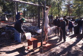 Carcass being hosed down during a hog butchering demonstration at the Renaissance Park Cultural Festival in Marianna, Florida.