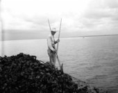 Man "tonging" for oysters from barge.