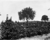 Workmen at harvest time at the San Luis Vineyards