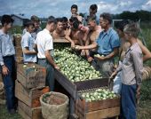 Future Farmers of America packing tomatoes in Palmetto, Florida.