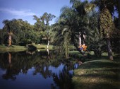 View looking toward the photographer's wife, Lois, admiring the pond at Sarasota's famous tropical Jungle Gardens attraction.