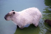 Capybara at the Gulf Breeze Zoo.