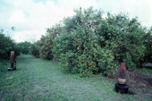 Orange grove with heaters in Orange Lake.