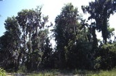 Trees in Crystal River near the Three Sisters Springs.