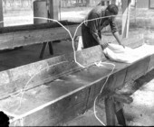 Preparing the strainers for rosin