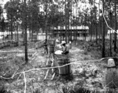 Rosin storage yard