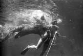 Creature character in the water with scuba diver during filming of "Revenge of the Creature" movie at Silver Springs.