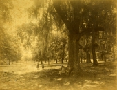 Three girls in the oak grove.