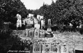 Picking oranges in Ferris Grove - Floral City, Florida