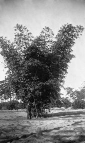 Man standing in front of large bamboo plant