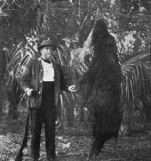 A specimen of St. Vincent Island wild boar killed by Dr. Ray V. Pierce