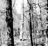 Remains of a boxed pine tree