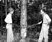 District forester B.C. Leynes and H.J. Westburry