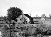 Former workers quarters at an abandoned turpentine camp