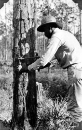 Scribing a turpentine pine
