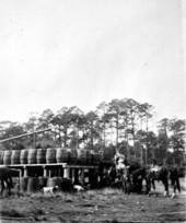 Barrels of turpentine at a still near San Mateo