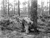 Cutting a face in a pine tree