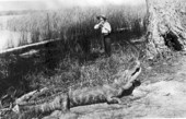 Alligator hunter about to bag a big one